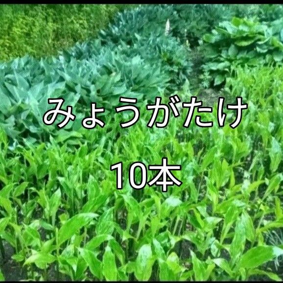 みょうが苗 みょうがたけ10本と地下茎 自然栽培 無農薬 ネコポス発送