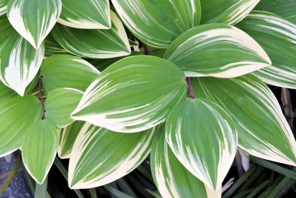斑入り アマドコロ ナルコユリ 観葉植物 葉 ユリ 百合 山野草 苗 花苗 花 白い花 グランドカバー 下草 鉢植え プランター