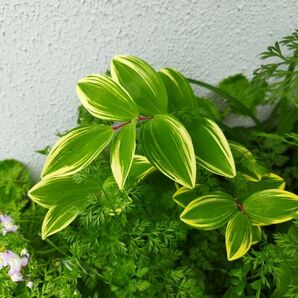 斑入り アマドコロ ナルコユリ 観葉植物 葉 ユリ 百合 山野草 苗 花苗 花 白い花 グランドカバー 下草 鉢植え プランター