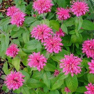 モナルダの苗 ピンク 宿根草 紫 多年草 モナルダ ヤグルマギク タイマツソウ 花 苗 花苗 ガーデニング 花壇 プランター 鉢