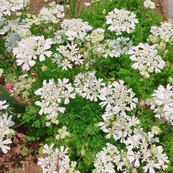オルレア バラ 下草 ガーデニング 花 苗 花苗 多年草 宿根草 白い花 薔薇 グランドカバー レースフラワー カスミソウ はな