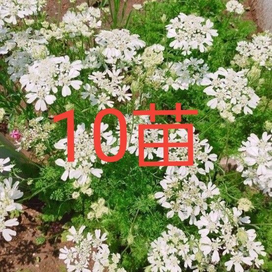 オルレア バラ 下草 ガーデニング 花 苗 花苗 多年草 宿根草 白い花 薔薇 グランドカバー レースフラワー カスミソウ はな