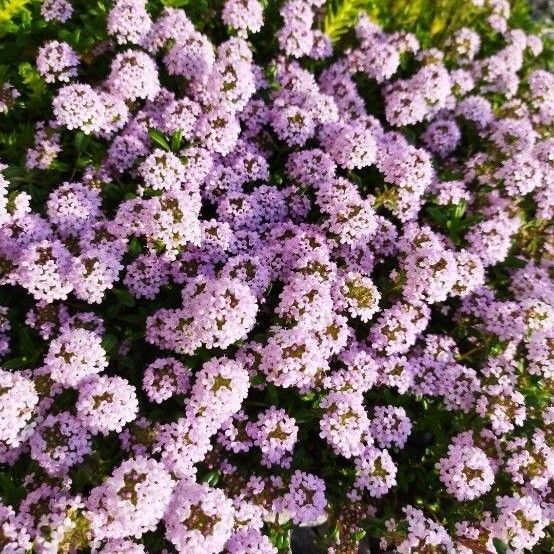 グランドカバー 花 苗 クリーピングタイム ハーブ 下草 ガーデニング プランター 花苗 宿根草 多年草 タイム 観葉植物