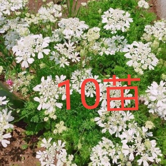 オルレア バラ 下草 ガーデニング 花 苗 花苗 多年草 宿根草 白い花 薔薇 グランドカバー レースフラワー カスミソウ はな