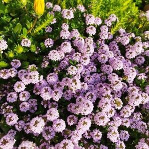 クリーピングタイム 花 苗 ピンク花 ハーブ ハーブ苗 花苗 宿根草 多年草 花壇 ガーデニング イングリッシュガーデン 寄せ植え