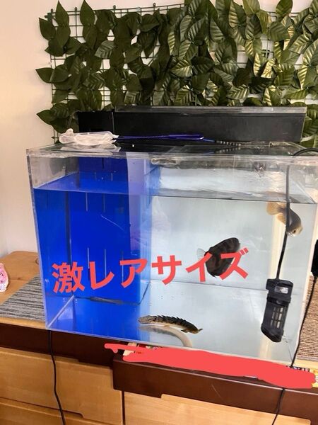 アクリル 水槽 600 450 450 蓋付き 熱帯魚 水槽ライト