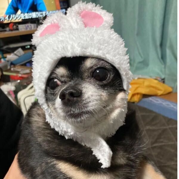 犬用ウサギ耳 2つセット