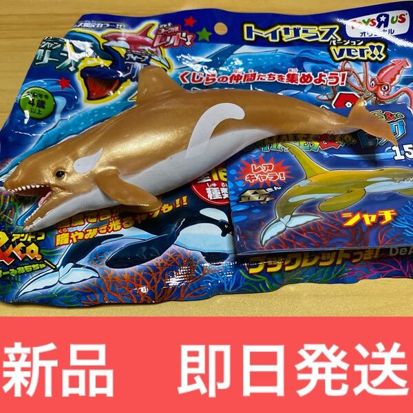 くじら&co. シャチ 金 レア