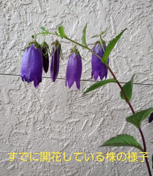 青紫ホタルブクロ 蕾つき 鉢のまま発送◆ 宿根草、山野草