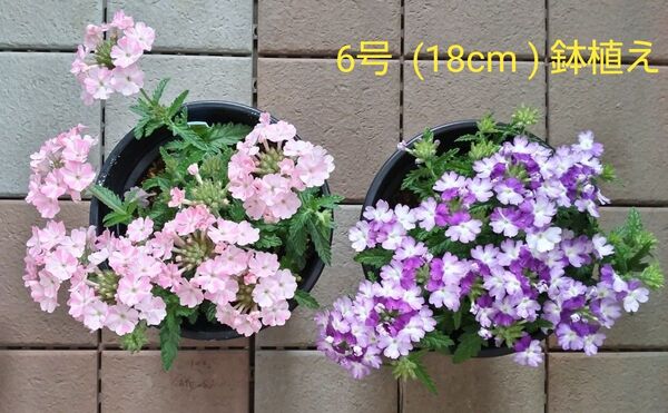 鉢のまま発送◆バーベナ 2鉢 6号(18㎝)鉢植え◆ 苗、花、ピンク、紫