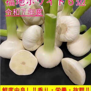 【岡山産】福地ホワイト6辺 香り・栄養満点 料理好き&健康志向の方へ 2キロ