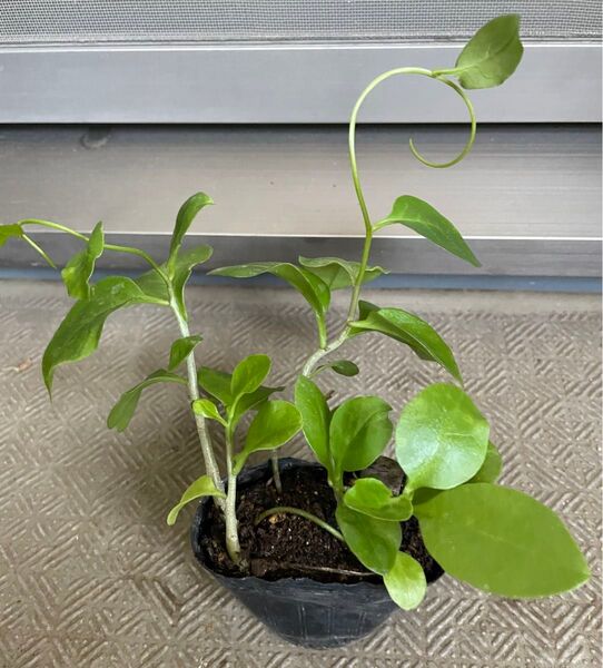 オカワカメの棒むかご苗 5株セット 雲南百薬 スーパーフード グリーンカーテンにも