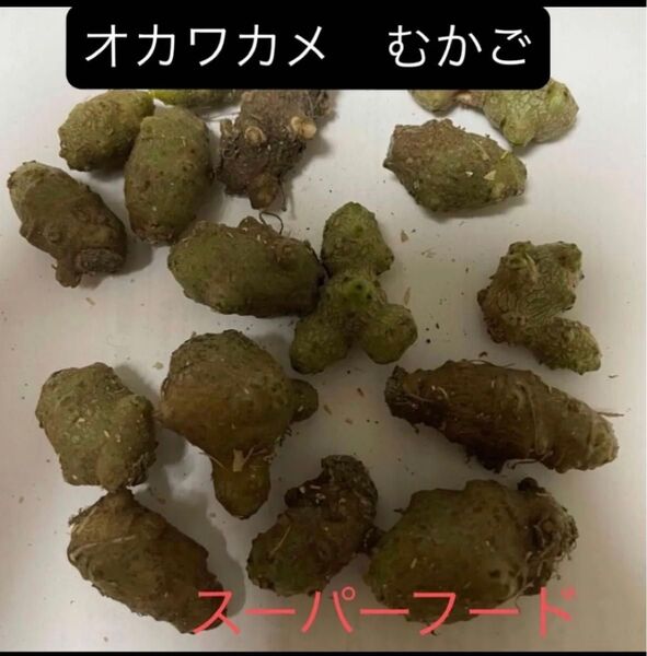 オカワカメむかご 6個 話題のスーパーフード グリーンカーテンにも♪ 完全無農薬