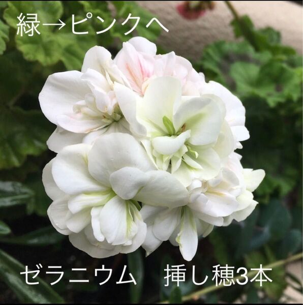 緑からピンクへ【純白の八重咲きゼラニウム】挿し穂(カット枝)3本