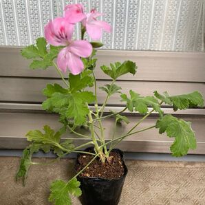中苗1株 【スイートミモザゼラニウム】 紅葉も♪ 芳香ハーブ センテッドゼラニウム
