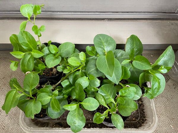 セール!オカワカメのむかご(小)苗4株セット 雲南百薬 スーパーフード グリーンカーテンにも
