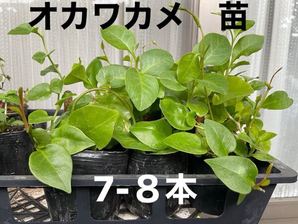 オカワカメの苗 2ポット分(7-8苗)雲南百薬 スーパーフード グリーンカーテンにも