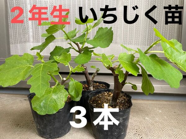 2年生いちじくの苗 3本セット 桝井ドーフィン