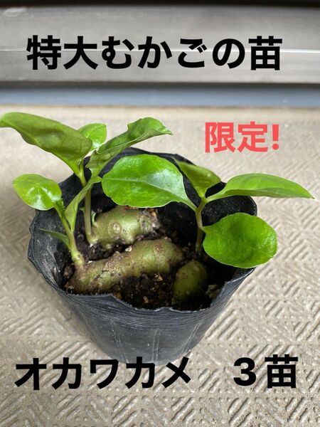 限定!特大サイズのむかご苗3本 オカワカメ 話題のスーパーフード グリーンカーテンにも♪ 完全無農薬