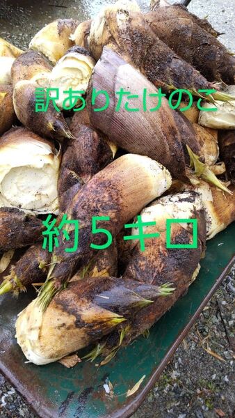 訳ありたけのこ 5キロ