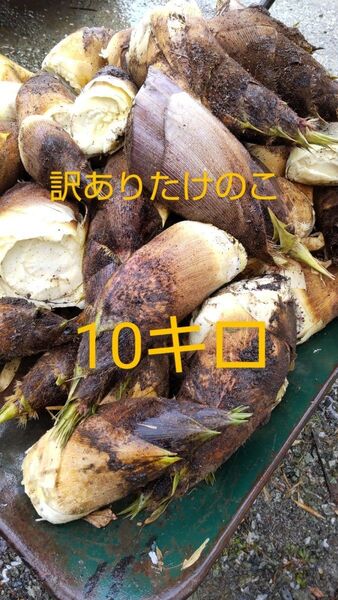 訳ありたけのこ 10キロ