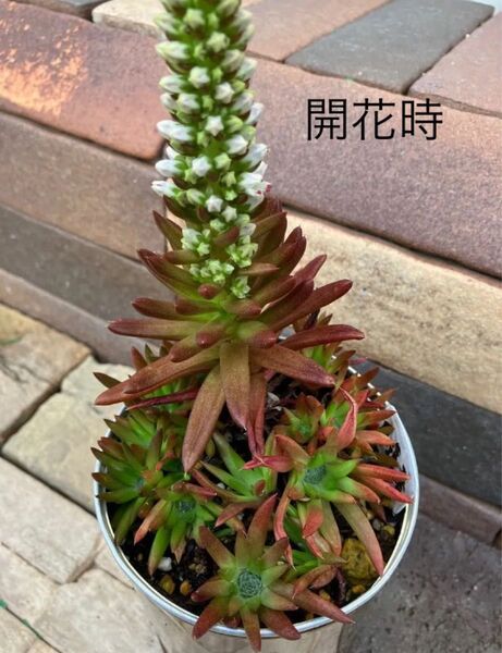 多肉植物 爪蓮華 抜き苗