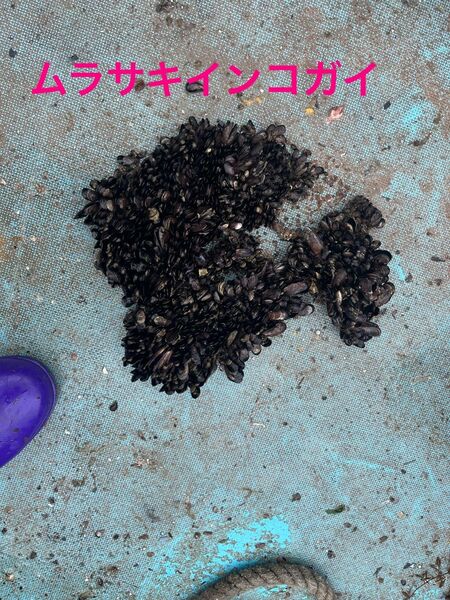 活発送+送料込み 釣り餌 イガイ ムラサキインコガイ 小サイズ 1kg 送料無料