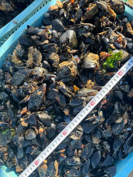 活発送+送料込み 釣り餌 ムール貝(ムラサキイガイ)中サイズ 3kg 送料無料