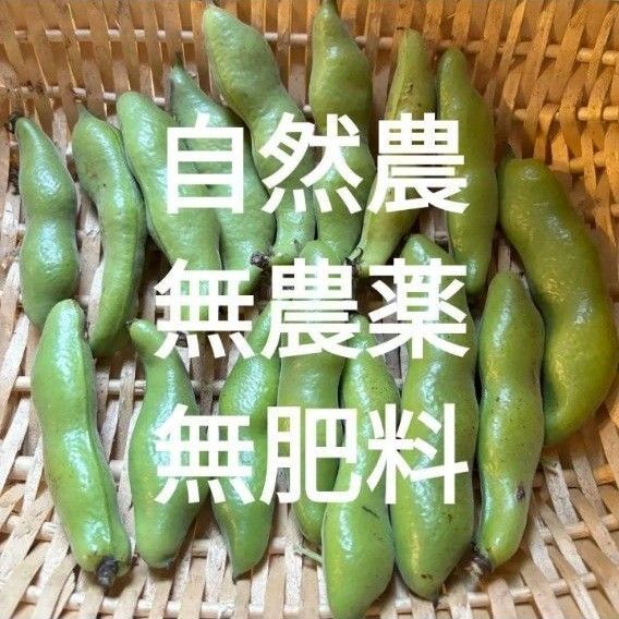 自然農 そらまめ 無農薬無肥料 500g