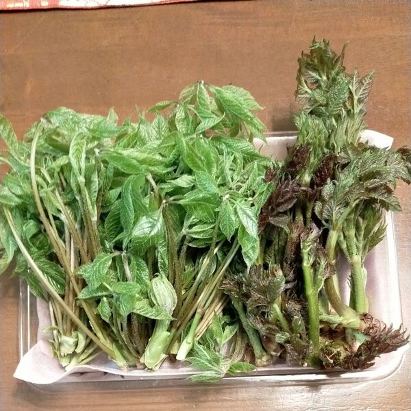 新潟県産 お買い得 コシアブラとタラの芽 セット