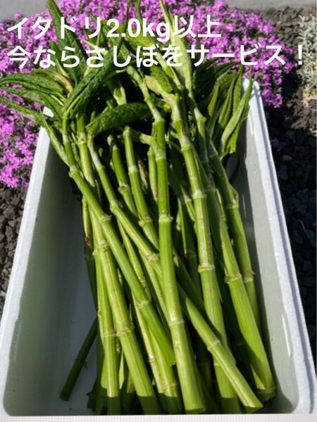 青森県産採れたて新鮮イタドリ 2.0kg以上 NO.2 今だけさしぼをサービスします