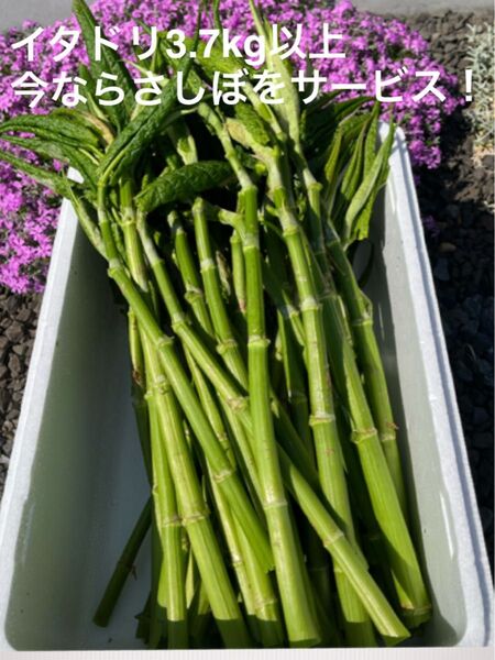 青森県産採れたて!新鮮なイタドリ3.7kg以上 今だけさしぼをサービスします