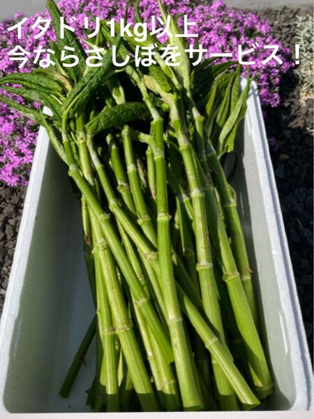 青森県産新鮮イタドリ 1kg以上