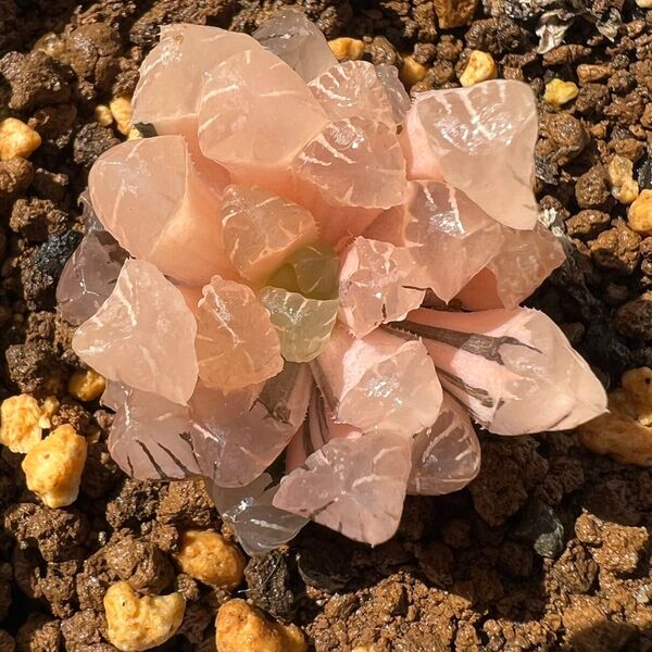 ハオルチア 多肉植物 糊斑 透明窓 氷灯 特選品