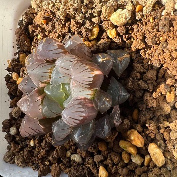 ハオルチア 多肉植物 オブツーサ錦 氷灯錦