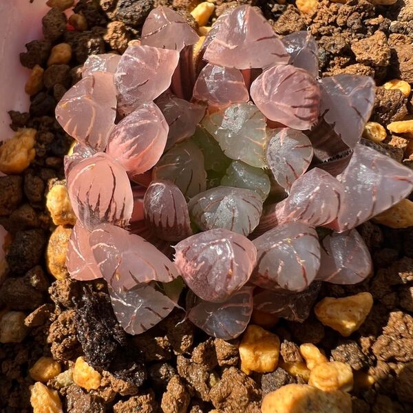 ハオルチア 多肉植物 オブツーサ錦 氷灯錦