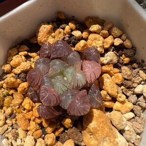 ハオルチア 多肉植物 オブツーサ錦 氷灯錦