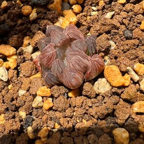 ハオルチア 多肉植物 オブツーサ錦 龍爪錦