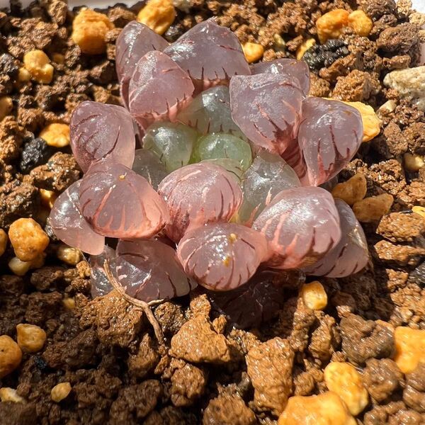 ハオルチア 多肉植物 オブツーサ錦 氷灯錦