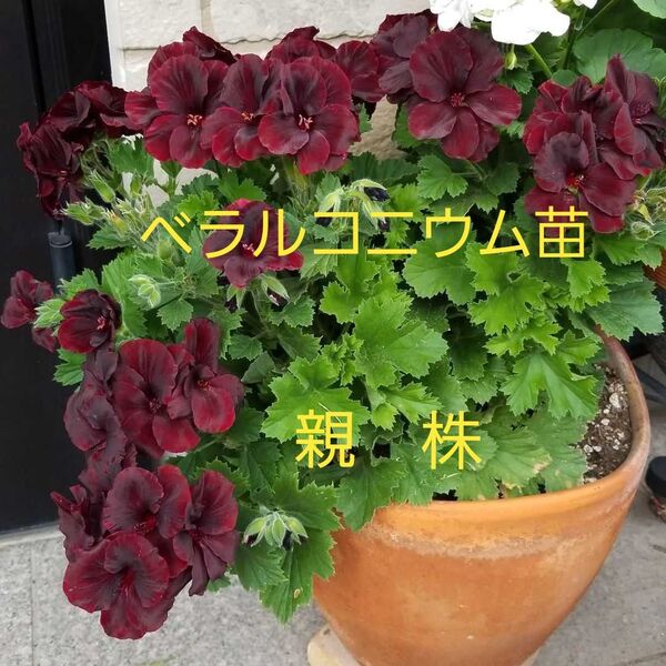 ベラルコニウム アリスト ブラックベルベット ゼラニウム 挿し木苗