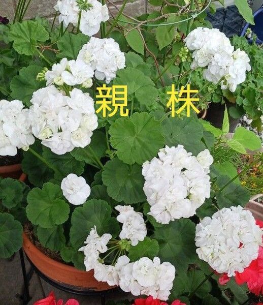 八重咲きゼラニウム苗 白 緑からうっすらピンク ホワイト 挿し木苗