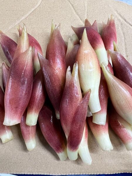 みょうが500g