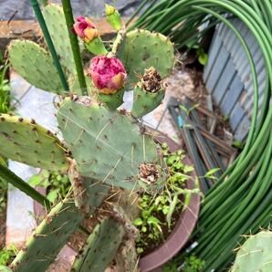 オープンチア赤花サボテン切り株1個