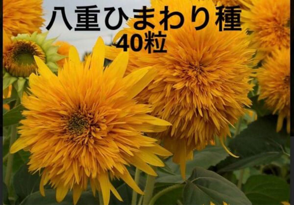 八重ひまわりの種 40粒