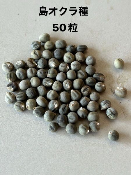 島オクラ種 50粒
