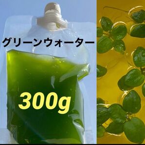 グリーンウォーター*浮草