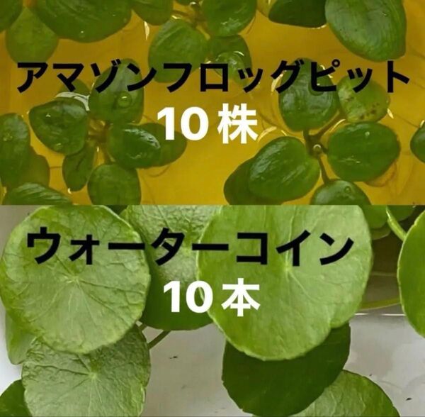 アマゾンフロッグピット(10株) ウォーターコイン(10本)