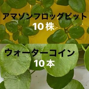 アマゾンフロッグピット(10株) ウォーターコイン(10本)