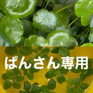 ウォーターコイン10本 アマゾンフロッグピット5株