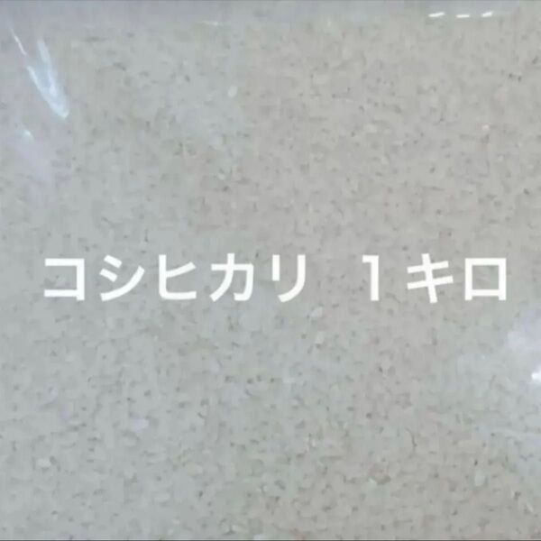コシヒカリ 1キロ 千葉県産 令和6年度収穫 白米